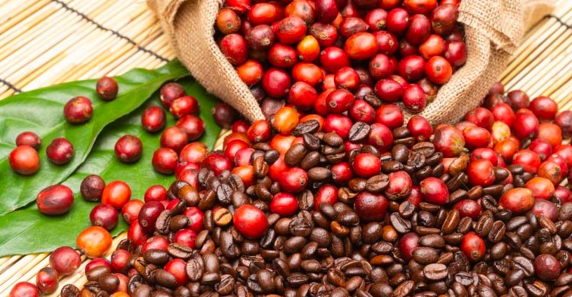 Composição com grãos de café vermelho maduros espalhados ao redor de um saco de juta, misturados a grãos já torrados de cor escura, sobre fundo de palha, ilustrando as duas fases do grão: fruto fresco e café torrado.