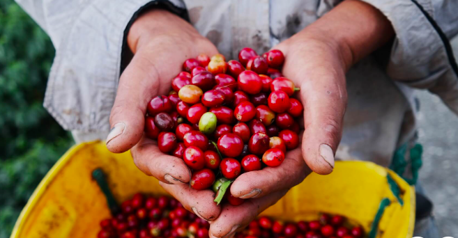 Duas mãos com terra, abertas em concha, segurando frutos de café maduros recém-colhidos, predominantemente vermelhos com alguns verdes, sobre um balde amarelo ao fundo com mais frutos colhidos.