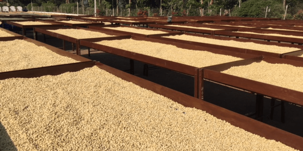 Fileiras de terreiros suspensos de madeira ao ar livre cobertos por uma camada uniforme de grãos de café verde em processo de secagem natural ao sol, em área aberta com árvores ao fundo.