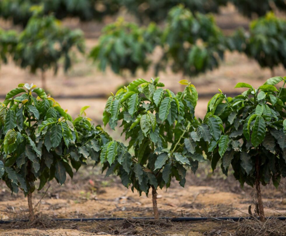 Plantação de café especial com pés carregados de frutos
