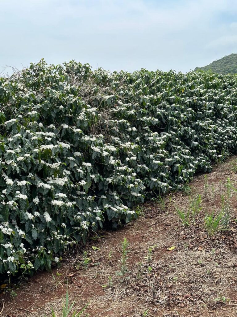Fotografia de pés de cafeeiro em plena florada, cobertos por pequenas flores brancas, com morros e céu azul ao fundo, em ambiente de lavoura na Serra da Mantiqueira.