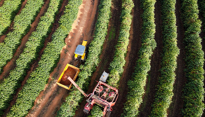Vista aérea de colheita mecanizada de café, com uma colheitadeira vermelha e um trator amarelo com carreta percorrendo as fileiras da lavoura, recolhendo os frutos entre as plantas verdes sobre solo de terra vermelha.