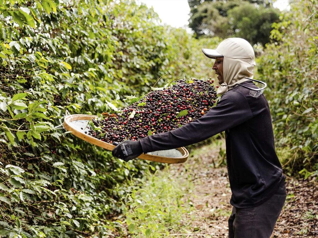 Trabalhador rural com boné e protetor de cabeça segurando uma peneira grande cheia de frutos de café recém-colhidos, em tons de vermelho, roxo e verde, entre os pés de café da lavoura.